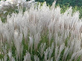 OZDOBNICE ČÍNSKÁ - Miscanthus sinensis 'Kleine Silberspinne'