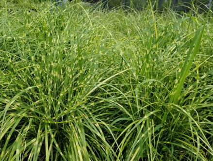 OZDOBNICE ČÍNSKÁ - Miscanthus sinensis 'Little Zebra'