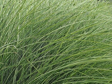 OZDOBNICE ČÍNSKÁ - Miscanthus sinensis 'Morning Light'