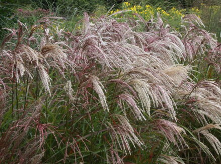 OZDOBNICE ČÍNSKÁ - Miscanthus sinensis ´Kaskade´