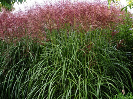 OZDOBNICE ČÍNSKÁ - Miscanthus sinensis ´Malepartus´