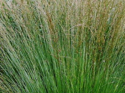 BEZKOLENEC MODRÝ - Molinia caerulea 'Moorhexe'