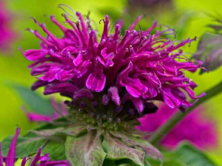 ZAVINUTKA PODVOJNÁ - Monarda didyma ´Purple Knight´