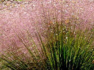 TEXASKÁ TRÁVA - Muhlenbergia reverchonii
