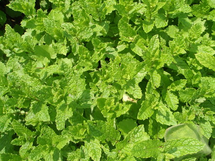 MÁTA MAROCKÁ - Mentha x spicata ´Maroccan´