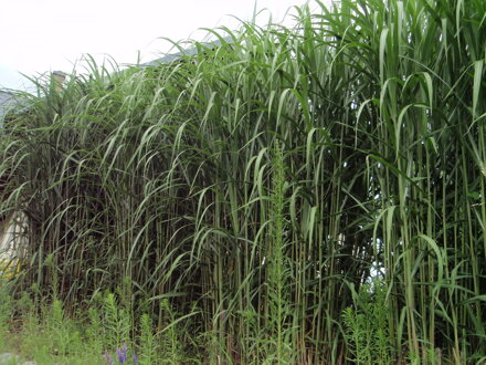 OZDOBNICE VELKÁ - Miscanthus x giganteus