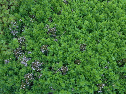 MAJORÁNKA VYTRVALÁ - Origanum hybridum