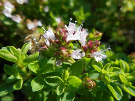 DOBROMYSL OBECNÁ - Origanum vulgare ´Diabollo´