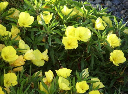 PUPALKA VELKOPLODÁ - Oenothera macrocarpa (missouriensis)