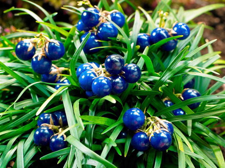 SEDOULEK JAPONSKÝ - Ophiopogon japonicus ´Minor´