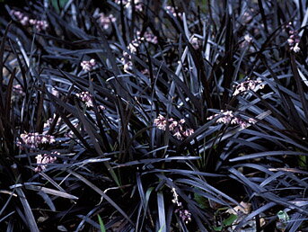 SEDOULEK PLOCHOSTVOLÝ - Ophiopogon planiscapus ´Nigrescens´