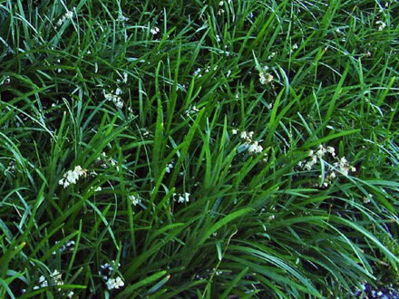 SEDOULEK PLOCHOSTVOLÝ - Ophiopogon planiscapus 