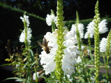 ŘETĚZOVKA VIRŽINSKÁ - Physostegia virginiana ´Crystal Peak White´