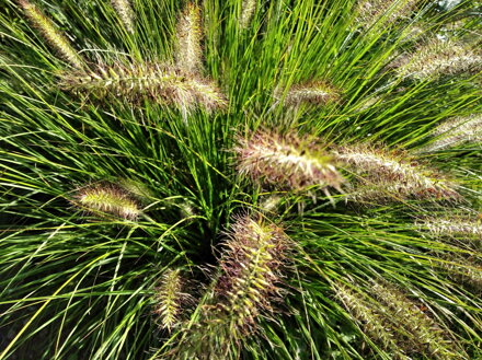 DOCHAN PSÁRKOVITÝ (VOUSATEC) - Pennisetum alopecuroides  'Little Honey'