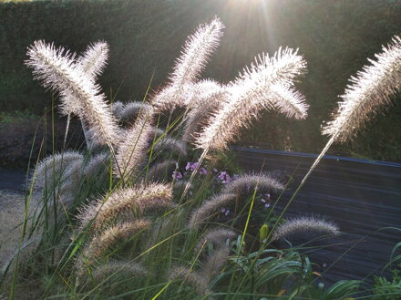 DOCHAN PSÁRKOVITÝ (VOUSATEC) - Pennisetum alopecuroides ´Herbstzauber´