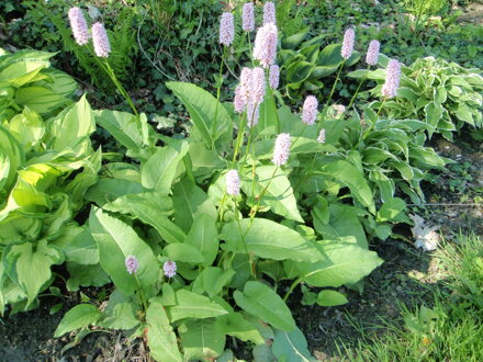 RDESNO HADÍ KOŘEN - Persicaria bistorta ´Superba´