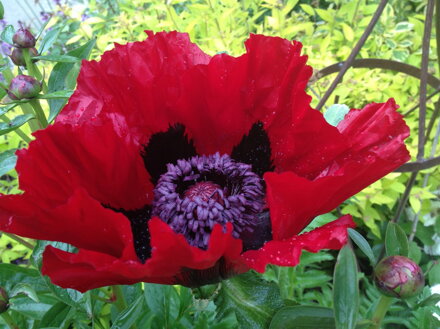 MÁK VÝCHODNÍ - Papaver orientale ´Beauty of Livermere´