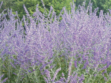 PEROVSKIE LEBEDOLISTÁ (ŠALVĚJ YANGOVA, RUSKÁ ŠALVĚJ) - Perovskia atriplicifolia