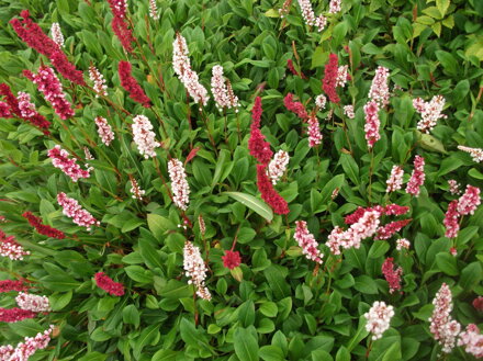 RDESNO HADÍ KOŘEN - Persicaria (bistorta) affinis ´Darjeerling Red´