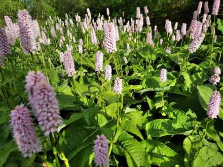 RDESNO HADÍ KOŘEN - Persicaria bistorta ´Superba´