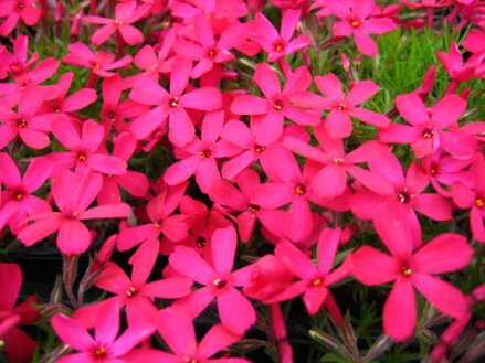 PLAMENKA - Phlox douglasii ' Ochsenblut'