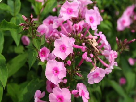 PLAMENKA LATNATÁ - Phlox paniculata 'Adessa® Pink Center'