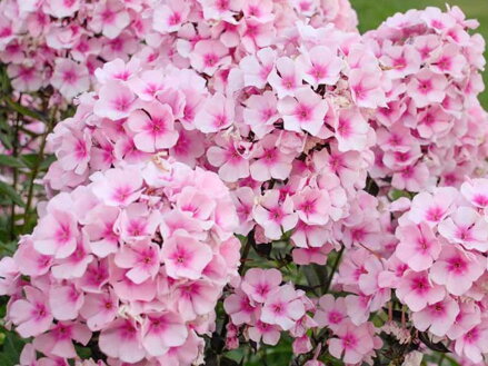 PLAMENKA LATNATÁ - Phlox paniculata 'Bright Eyes'