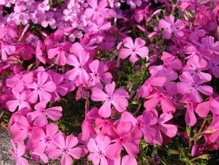 PLAMENKA ŠÍDLOVITÁ - Phlox subulata ´McDaniel´s Cushion´ 