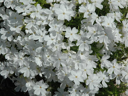 PLAMENKA ŠÍDLOVITÁ - Phlox subulata ´White Delight´