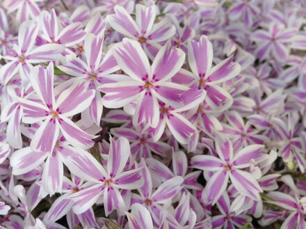 PLAMENKA ŠÍDLOVITÁ - Phlox subulata 'Candy Stripes'