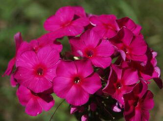 PLAMENKA LATNATÁ - Phlox paniculata 'Adessa® Special Fire'
