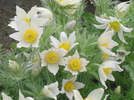 KONIKLEC OBECNÝ - Pulsatilla vulgaris ´Bells White´