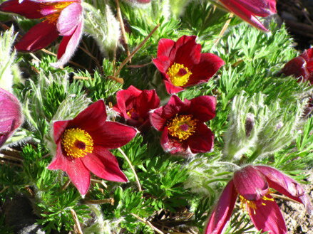 KONIKLEC OBECNÝ - Pulsatilla vulgaris ´Bells Red´