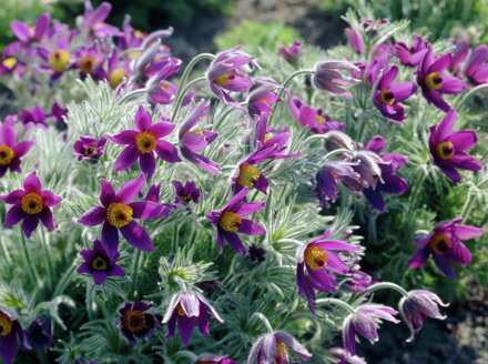 KONIKLEC OBECNÝ - Pulsatilla vulgaris ´Bells Violet´