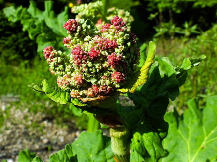 REBARBORA (REVEŇ) KADEŘAVÁ - Rheum rhabarbarum