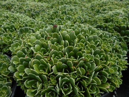 LOMIKÁMEN - Saxifraga paniculata var. brevifolia