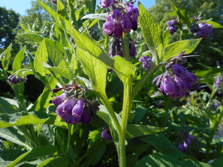 KOSTIVAL LÉKAŘSKÝ – Symphytum officinale