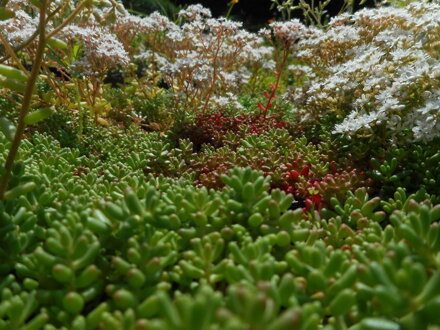  ROZCHODNÍK BÍLÝ - Sedum album ´Coral Carpet´