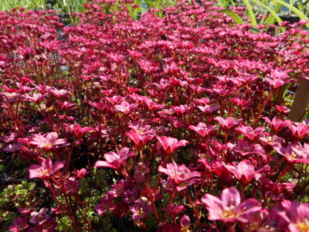 LOMIKÁMEN - Saxifraga arendsii 'Strawberry Cream'