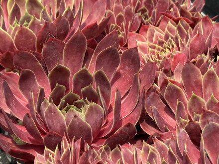 NETŘESK - Sempervivum ´Othello´
