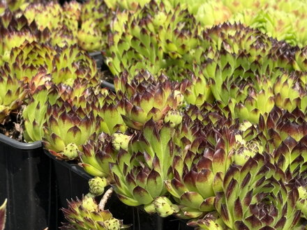 NETŘESK - Sempervivum hybridum ´Rheinhard´