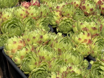 NETŘESK - Sempervivum hybridum ´Gaton´