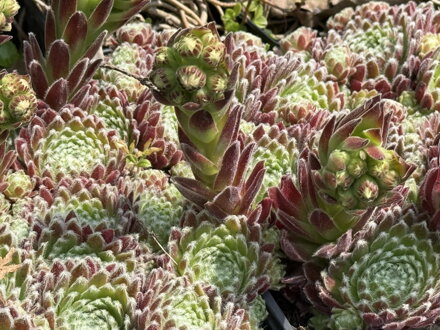 NETŘESK - Sempervivum hybridum ´Moerkerk´s Merit´