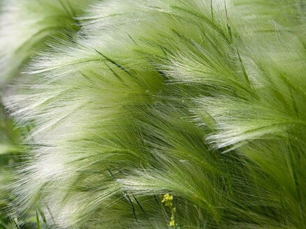 KAVYL PÉŘOVITÝ - Stipa tenuissima ´Pony Tails´