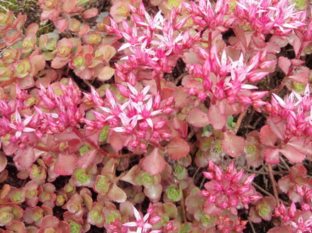 ROZCHODNÍK POCHYBNÝ - Sedum spurium