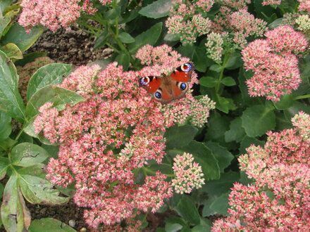 ROZCHODNÍK NÁDHERNÝ - Sedum spectabile