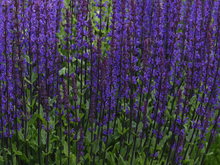 ŠALVĚJ HAJNÍ - Salvia nemorosa 'Caradonna Compact'
