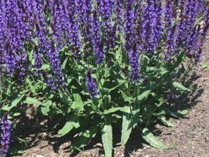 ŠALVĚJ NÁDHERNÁ - Salvia superba 'Merleau Blue'