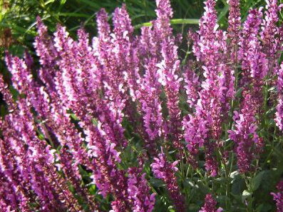 ŠALVĚJ NÁDHERNÁ - Salvia superba 'Merleau Rose'