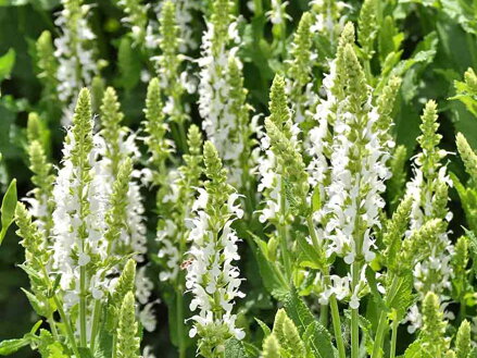 ŠALVĚJ NÁDHERNÁ - Salvia superba 'Merleau White'